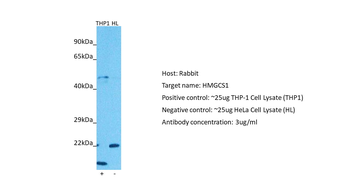 HMGCS1 Rabbit Polyclonal Antibody