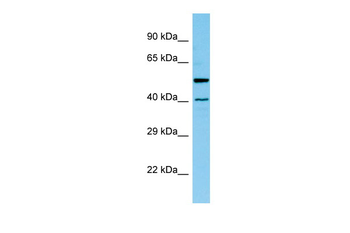 Hat1 Rabbit Polyclonal Antibody