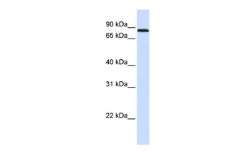 MAP4K2 Rabbit Polyclonal Antibody