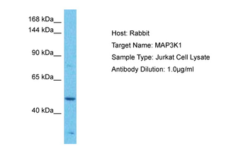 MAP3K1 Rabbit Polyclonal Antibody
