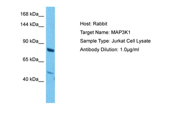 MAP3K1 Rabbit Polyclonal Antibody