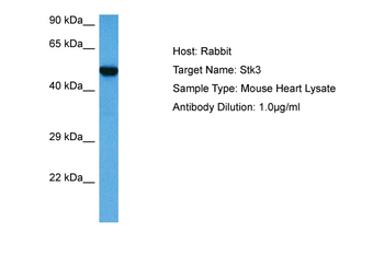 STK3 Rabbit Polyclonal Antibody