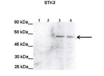 STK3 Rabbit Polyclonal Antibody