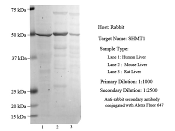 SHMT1 Rabbit Polyclonal Antibody