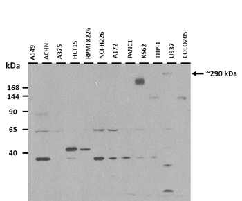 POLQ Rabbit Polyclonal Antibody