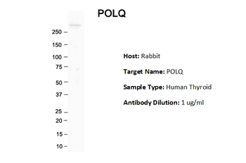POLQ Rabbit Polyclonal Antibody