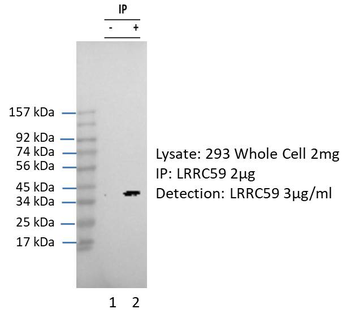 LRRC59 Rabbit Polyclonal Antibody