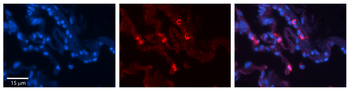 HLA-F Rabbit Polyclonal Antibody