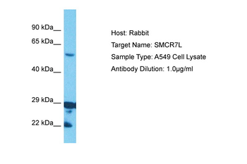 MIEF1 Rabbit Polyclonal Antibody