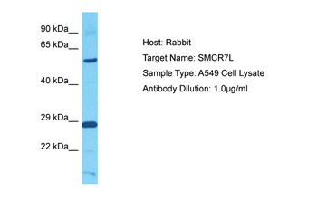 MIEF1 Rabbit Polyclonal Antibody