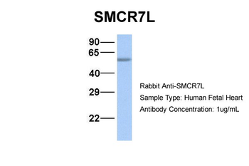 MIEF1 Rabbit Polyclonal Antibody