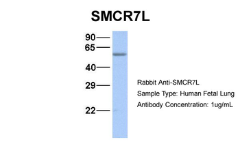 MIEF1 Rabbit Polyclonal Antibody