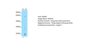 NDFIP2 Rabbit Polyclonal Antibody