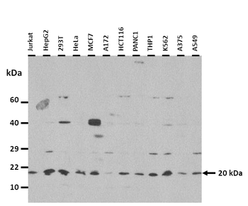 IL22 Rabbit Polyclonal Antibody
