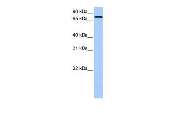 NLGN4X Rabbit Polyclonal Antibody
