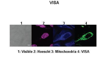 VISA Rabbit Polyclonal Antibody