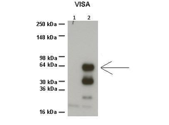 VISA Rabbit Polyclonal Antibody