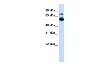 VISA Rabbit Polyclonal Antibody