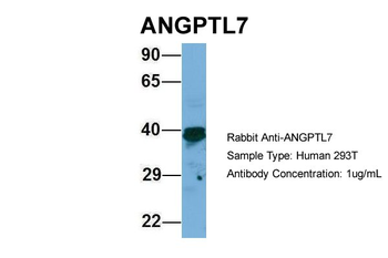 ANGPTL7 Rabbit Polyclonal Antibody
