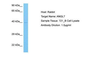 ANGPTL7 Rabbit Polyclonal Antibody