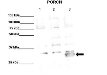 Porcn Rabbit Polyclonal Antibody
