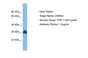 CWH43 Rabbit Polyclonal Antibody