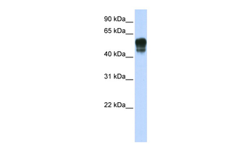 SPNS1 Rabbit Polyclonal Antibody