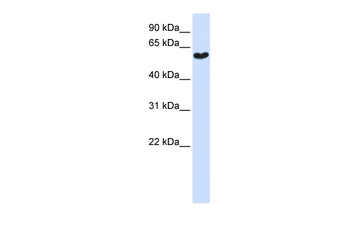 SYT3 Rabbit Polyclonal Antibody