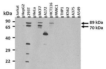MMEL1 Rabbit Polyclonal Antibody