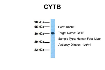 CYTB Rabbit Polyclonal Antibody