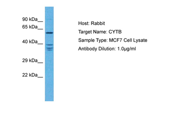 CYTB Rabbit Polyclonal Antibody