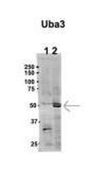 UBA3 Rabbit Polyclonal Antibody
