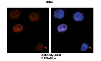 UBA3 Rabbit Polyclonal Antibody