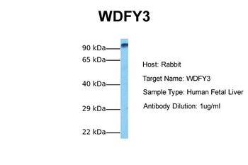 WDFY3 Rabbit Polyclonal Antibody