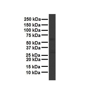 APOH Rabbit Polyclonal Antibody