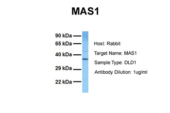 MAS1 Rabbit Polyclonal Antibody