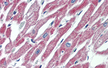 MAS1 Rabbit Polyclonal Antibody