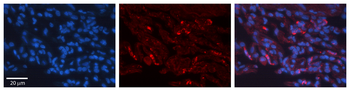 H6PD Rabbit Polyclonal Antibody