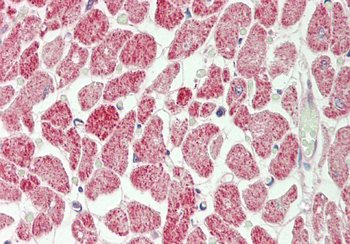 Rps12 Rabbit Polyclonal Antibody