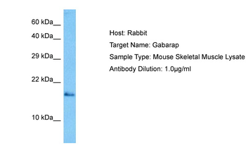 GABARAP Rabbit Polyclonal Antibody