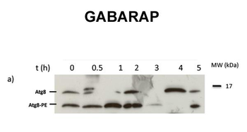 GABARAP Rabbit Polyclonal Antibody