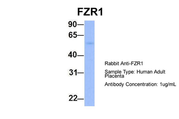 FZR1 Rabbit Polyclonal Antibody