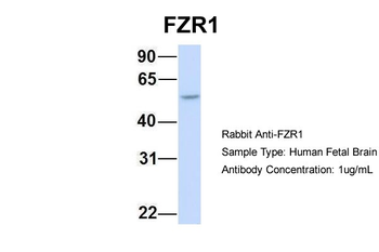 FZR1 Rabbit Polyclonal Antibody