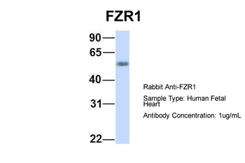 FZR1 Rabbit Polyclonal Antibody