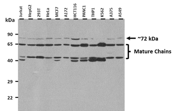GP1BA Rabbit Polyclonal Antibody