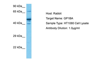 GP1BA Rabbit Polyclonal Antibody