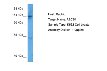 ABCB1 Rabbit Polyclonal Antibody