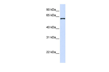 WDR40A Rabbit Polyclonal Antibody