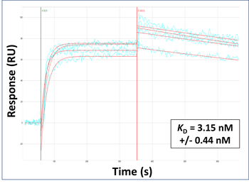 OAS1 Rabbit Polyclonal Antibody