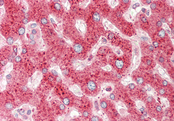 CRIP1 Rabbit Polyclonal Antibody